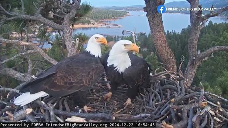 Bald Eagle — recent news image for a rising United States search trend
