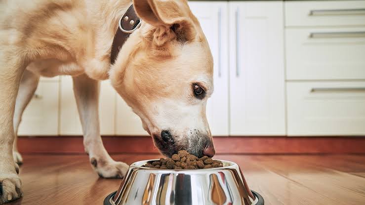 Dog Food Recall — recent news image for a rising United States search trend