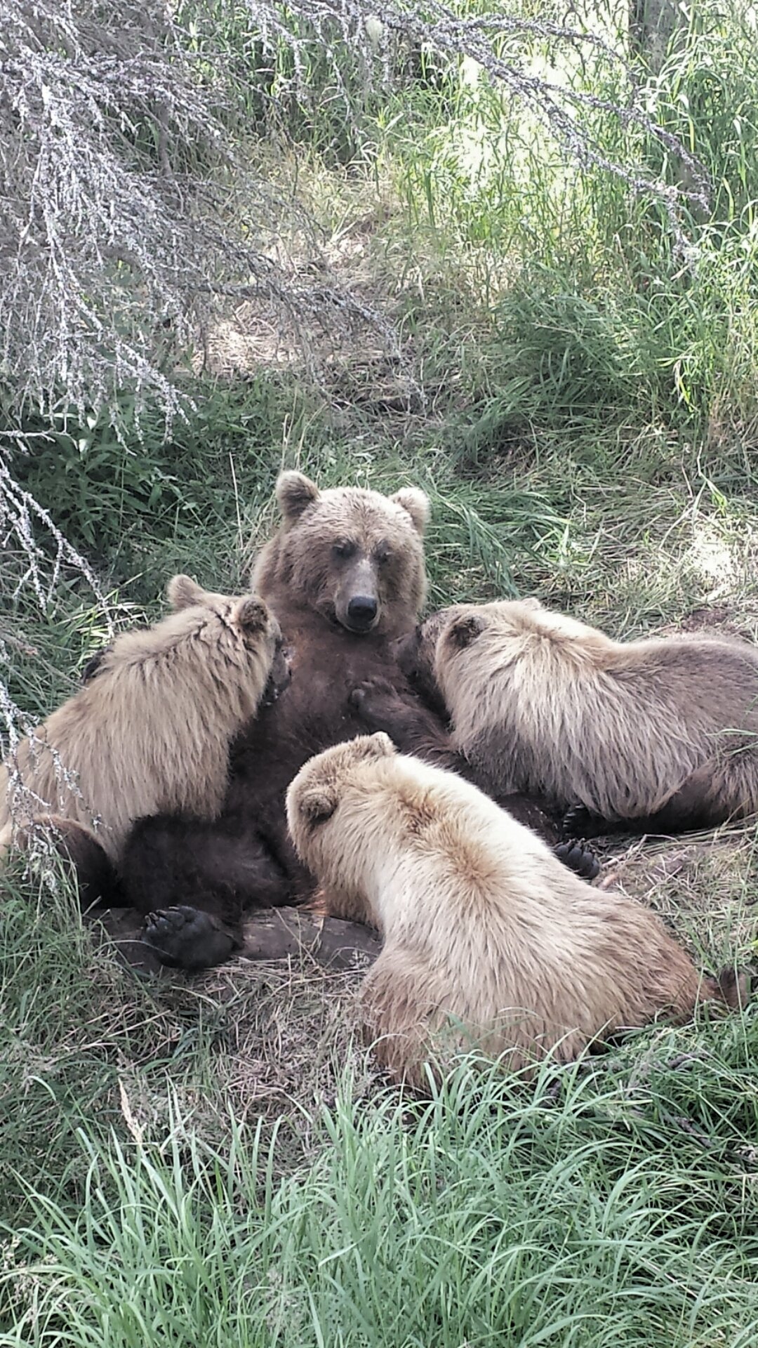 Fat Bear Week 2026 — recent news image for a rising United States search trend